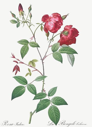 Velvet China Rose, Rosa indica Art Print