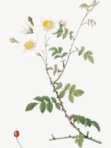 Field Rose, Rosebush with Ovoid Fruits, Rosa arvensis ovata Art Print