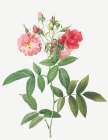 Subcorymbose Hudson Rose, Rosa Hudsoniana Subcorymbosa Art Print