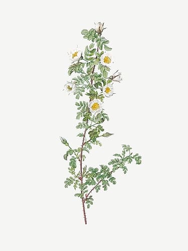 Burnet Rose, Rosa pimpinellifolia pumila Art Print