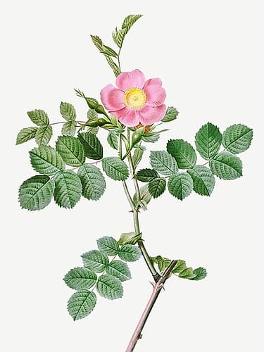 Sweet-Brier Rosebush, Rosa rubiginosa cretica Art Print
