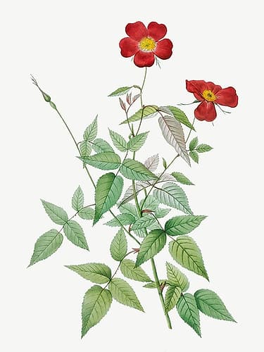 Rose, Rosebush, Rosa indica Art Print