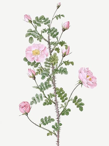 Double Pink Scotch Briar, Red Pimple Rose, Rosa pimpinellifolia rubra Art Print