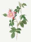Dog Rose, Big Flowered Dog Rose, Rosa canina grandiflora Art Print
