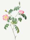 Austrian Briar, Rosa foetida Art Print