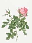 Dwarf Four Seasons Rose, Rosa bifera pumila Art Print