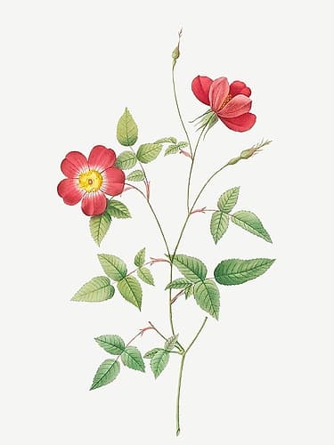 Rose Indica Stelligera, Bengal Star, Rosa indica stelligera Art Print