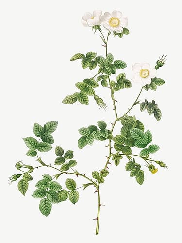 White Sweetbriar, Wild Rose of Valiant, Rosa rubignosa vaillantiana Art Print