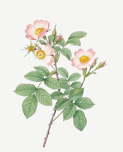 Short Styled Field Rose, Rose Bush with Erect Stems, Rosa stylosa Art Print