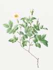 Farinose Rose, Flowery Rosebush, Rosa farinosa Art Print