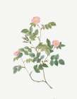 Eglantine, Wild Rosehips, Rosa rubiginosa nemoralis Art Print