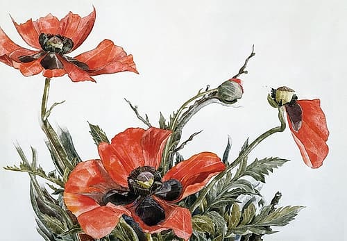 Red Poppies Art Print