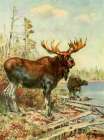 Moose Art Print