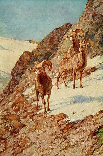 Bighorn Sheep Art Print