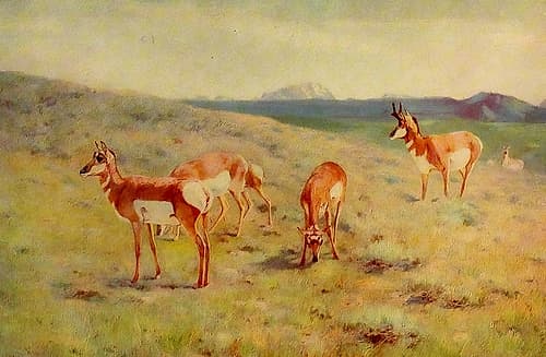 Pronghorns Art Print by Carl Rungius