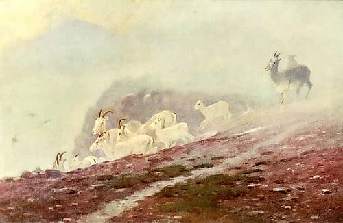 Ewes seeking shelter Art Print by Carl Rungius