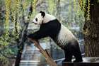 Giant Panda II Art Print