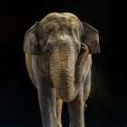 Asian Elephant Art Print