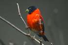 Red Siskin Art Print