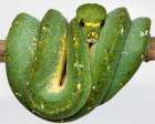 Green Tree Python Art Print