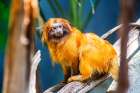 Golden Lion Tamarin Art Print