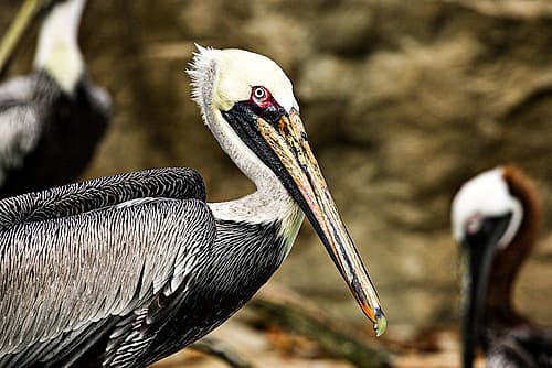 Brown Pelican Art Print
