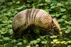 Three-banded Armadillo Art Print