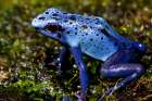 Blue Poison Frog Art Print