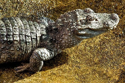 Chinese Alligator Photography Print