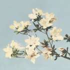 Vintage Japanese azaleas Art Print