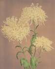 Three Yellow Chrysanthemums Art Print