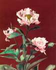 Haerdaceous Peony Art Print