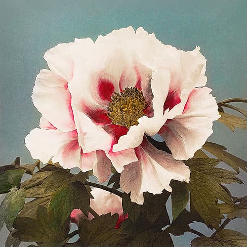 Tree Peony II Art Print