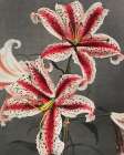 Lily IV Art Print