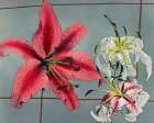 Lily IX Art Print