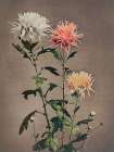 Kin Sui Ro Art Print