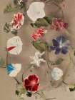 Group of Morning Glories Art Print
