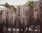 Wistaria Chinensis Art Print