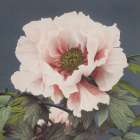 Pink Flower Art Print