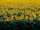 Sunflowers in a Wisconsin Field Art Print