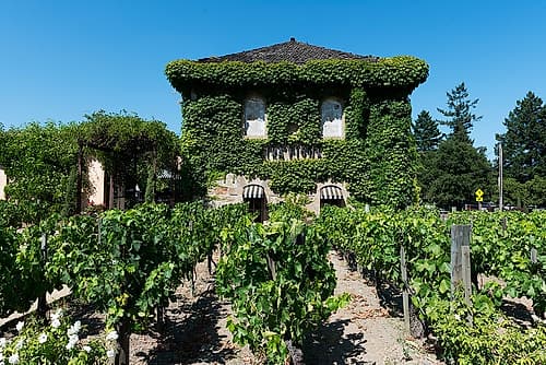 California Vineyards Landscape Print
