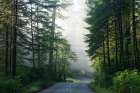 Lady Bird Johnson Grove in Northern California Art Print