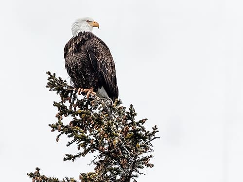 A Young Bald Eagle-Yellowstone National Park-Wyoming Art Print by Carol Highsmith