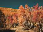 Fall Aspens in San Juan County-Colorado Art Print