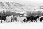 Wild Horses at the Wyoming-Colorado border Art Print