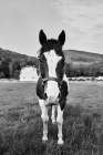 Painted Horse Art Print