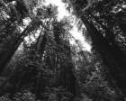 Redwood National and State Park-United States-Northern California Art Print