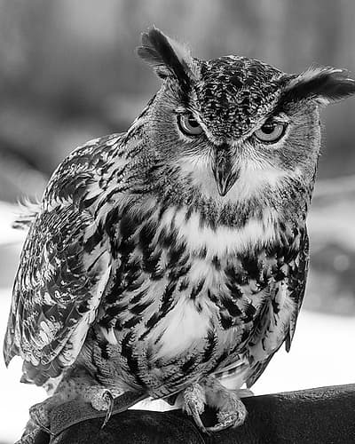 An owl at the Alligator Adventure in South Carolina Art Print