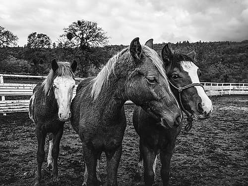 Yearlings on a ranch in Red River County Detroit-Texas Photography Print
