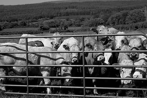 Curious cattle Art Print